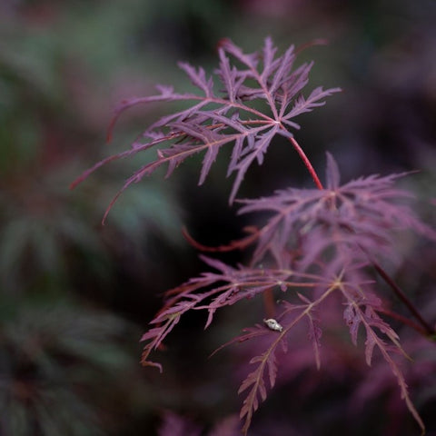 Erable du Japon 'Inaba-Shidare'
