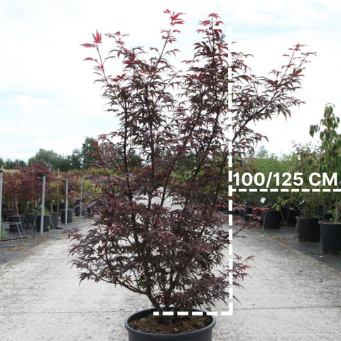 Erable du Japon 'Skeeter's Broom'