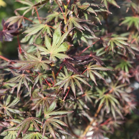 Erable du Japon 'Trompenburg'