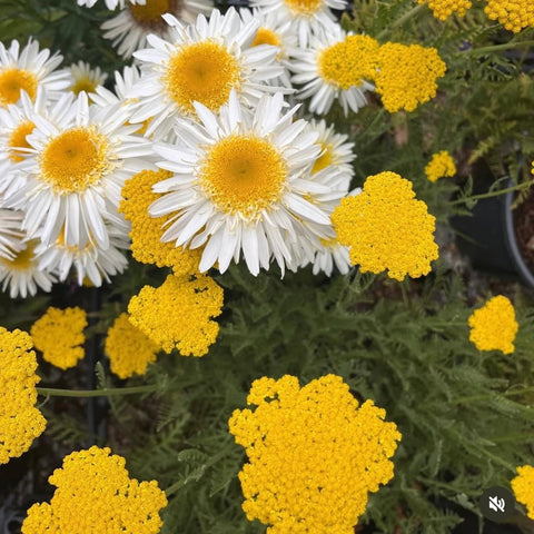 Leucanthemum 'real glory'