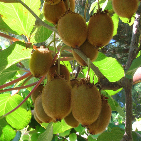 Kiwi 'Hayward' - femelle