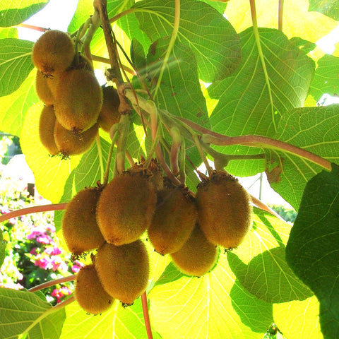 Kiwi 'Hayward' - femelle