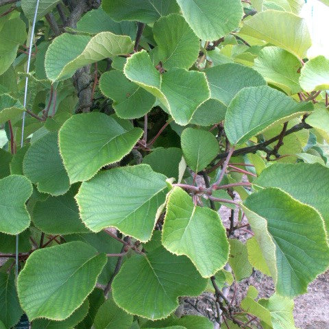 Kiwi Mâle