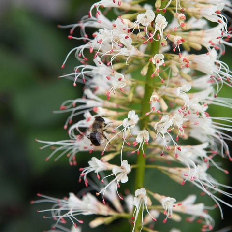 Aesculus parviflora - Pavier blanc