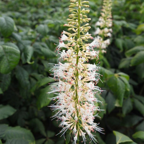 Aesculus parviflora - Pavier blanc