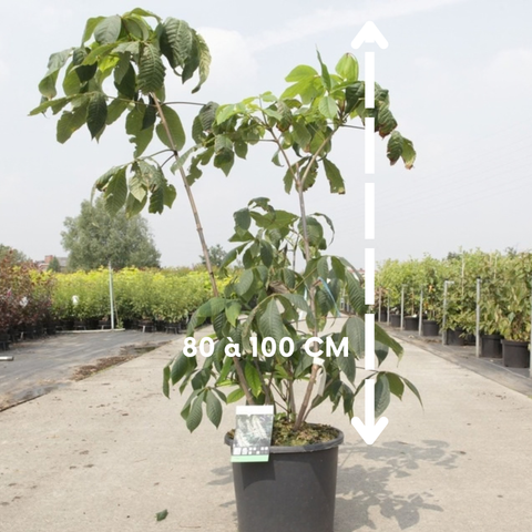 Aesculus parviflora - Pavier blanc