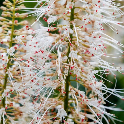 Aesculus parviflora - Pavier blanc