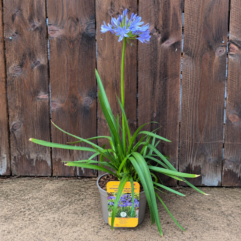 Agapanthe 'blue infinity'