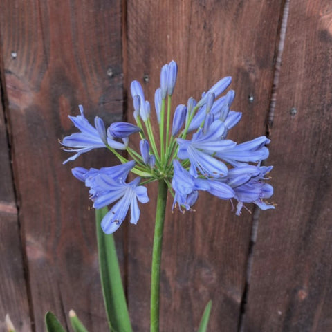 Agapanthe 'blue infinity'