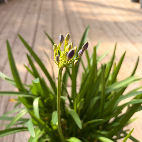 Agapanthe 'Lapis Lazuli'