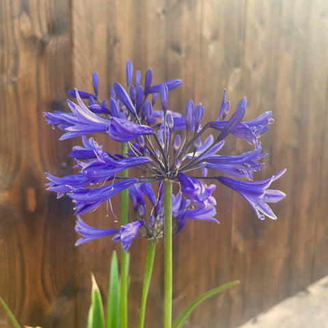 Agapanthe 'Navy blue'