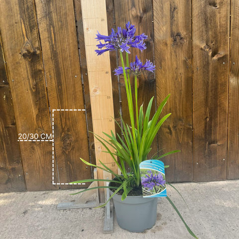 Agapanthe 'Navy blue'