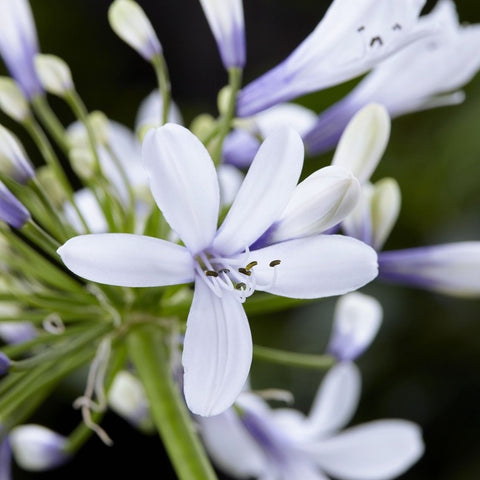 Agapanthe Twister