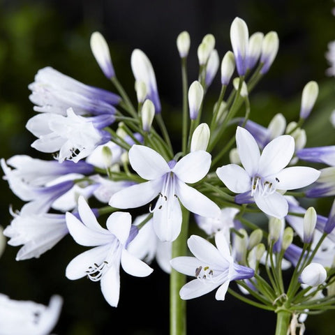 Agapanthe Twister