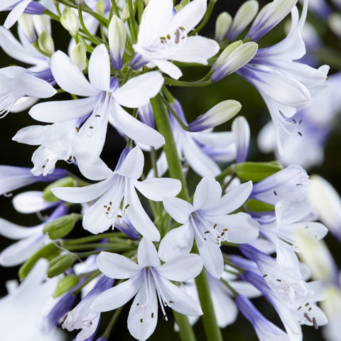 Agapanthe Twister