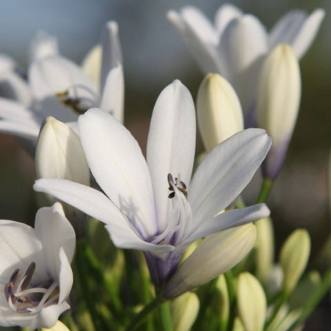 Agapanthe Twister