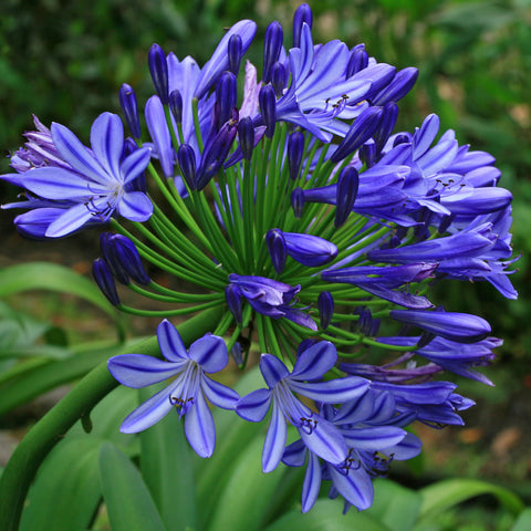 Agapanthe umbellatus
