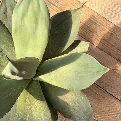 Agave Celsii Nova