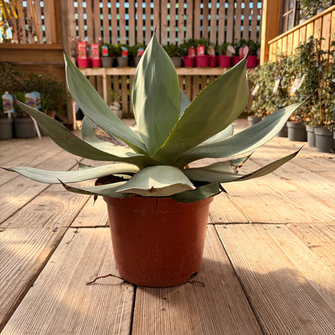 Agave Celsii Nova