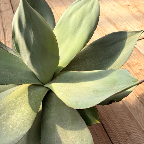 Agave Celsii Nova