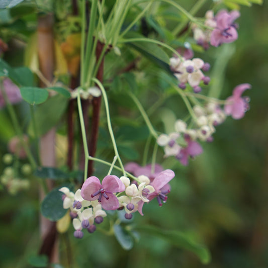 Akebia 'silver bells'