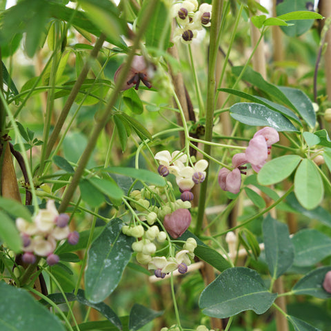 Akebia 'cream form'