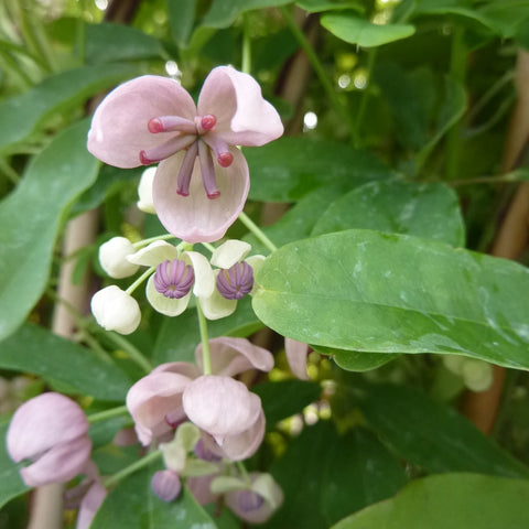Akebia 'cream form'