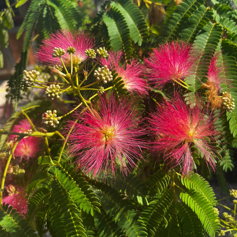 Albizia 'ombrella'