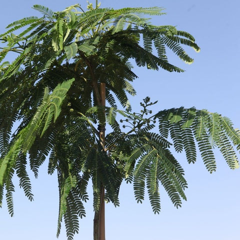 Albizia 'ombrella'