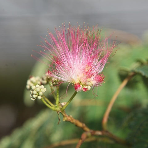 Albizia 'ombrella'
