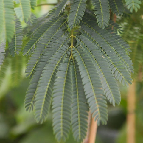 Albizia 'ombrella'