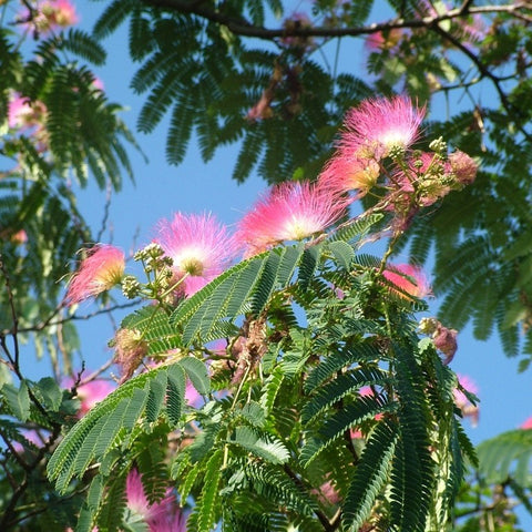 Albizia 'ombrella'