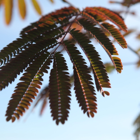 Albizia 'Evey's Pride'