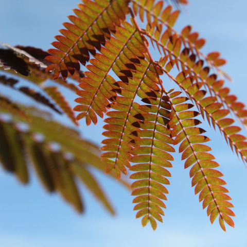 Albizia 'Evey's Pride'