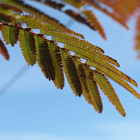 Albizia 'Evey's Pride'