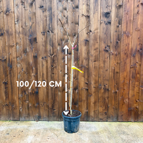 Albizia 'Evey's Pride'