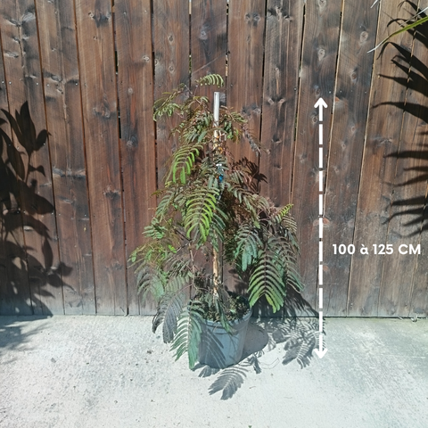 Albizia julibrissin Chocolate Fountain