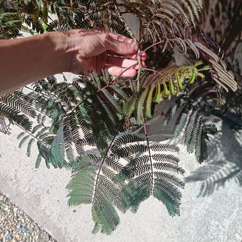 Albizia julibrissin Chocolate Fountain