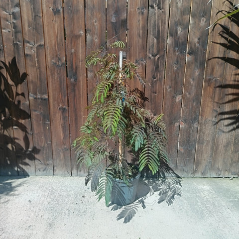 Albizia julibrissin Chocolate Fountain