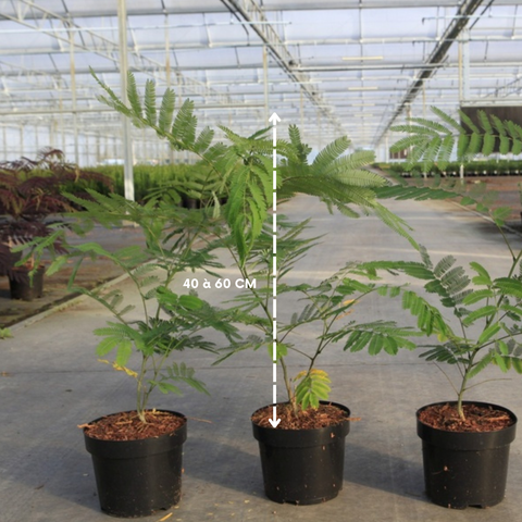 Albizia 'ombrella'