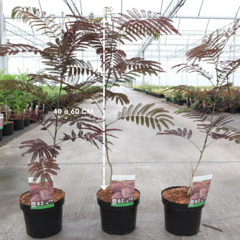 Albizia 'summer chocolate'
