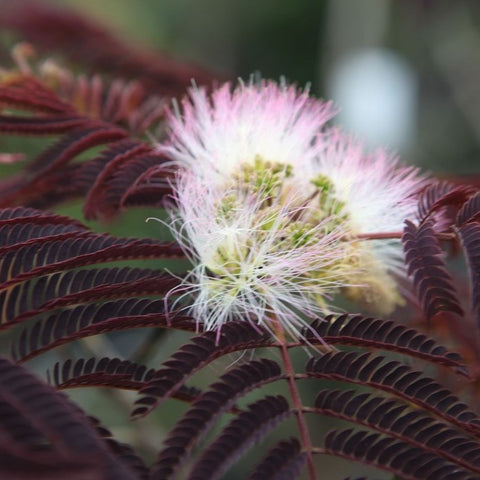 Albizia 'summer chocolate'