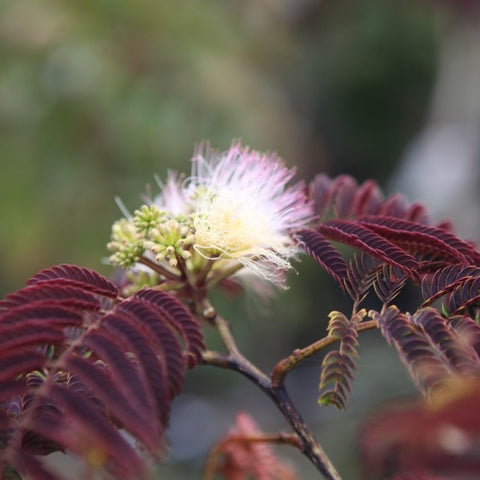 Albizia 'summer chocolate'