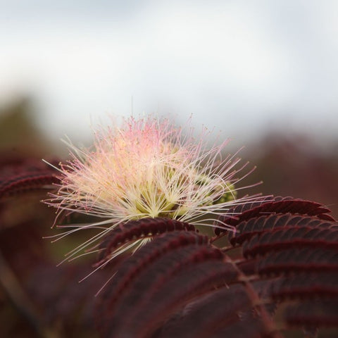 Albizia 'summer chocolate'