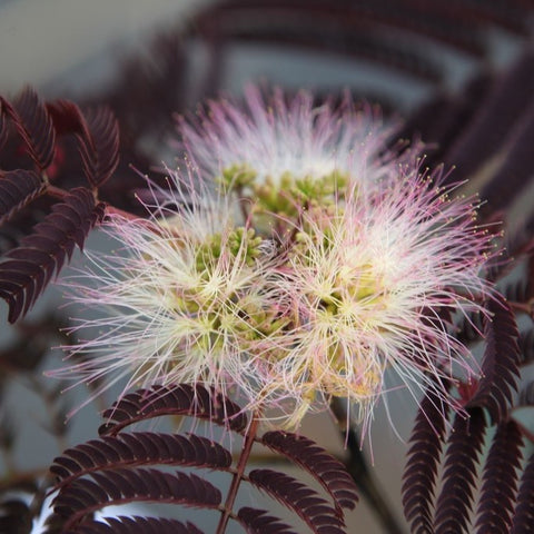 Albizia 'summer chocolate'