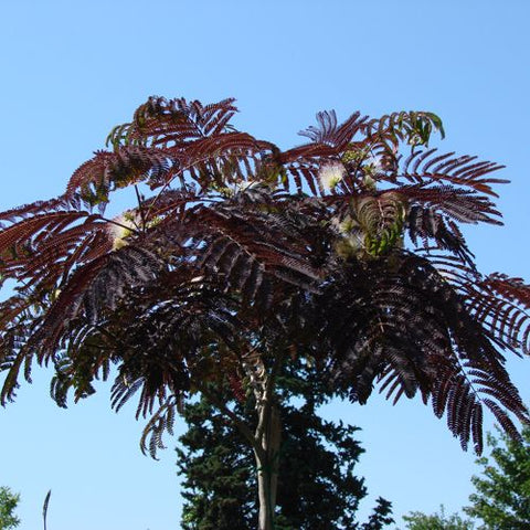 Albizia 'summer chocolate'