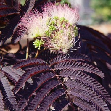 Albizia 'summer chocolate'
