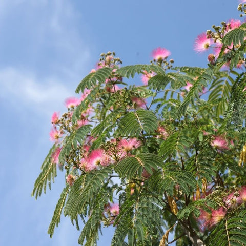 Albizia 'ombrella'