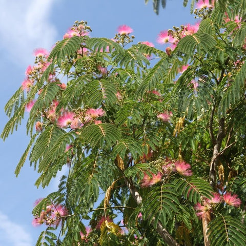 Albizia 'ombrella'