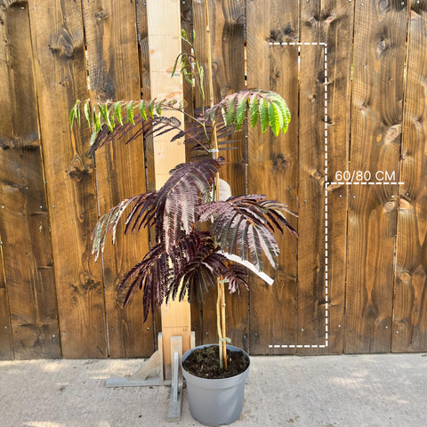 Albizia 'summer chocolate'